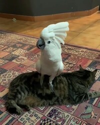 cockatoocat